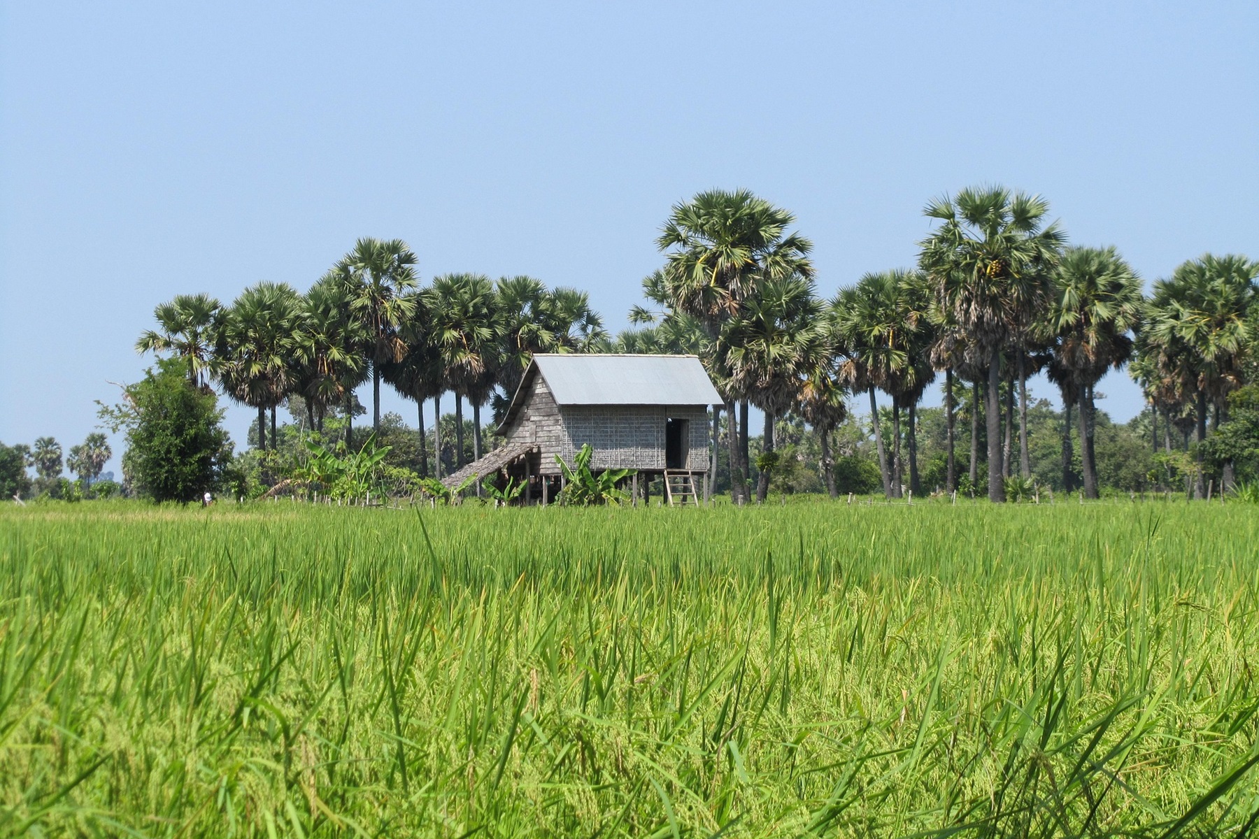 DMC Cambodia